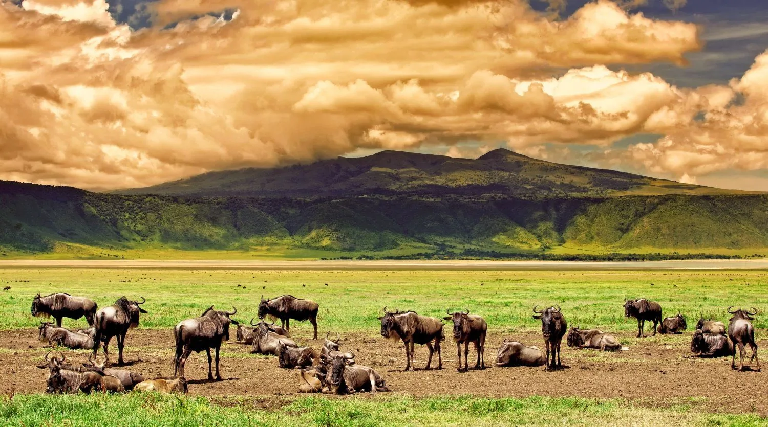 Wildlife on the floor of the Ngorongoro Crater