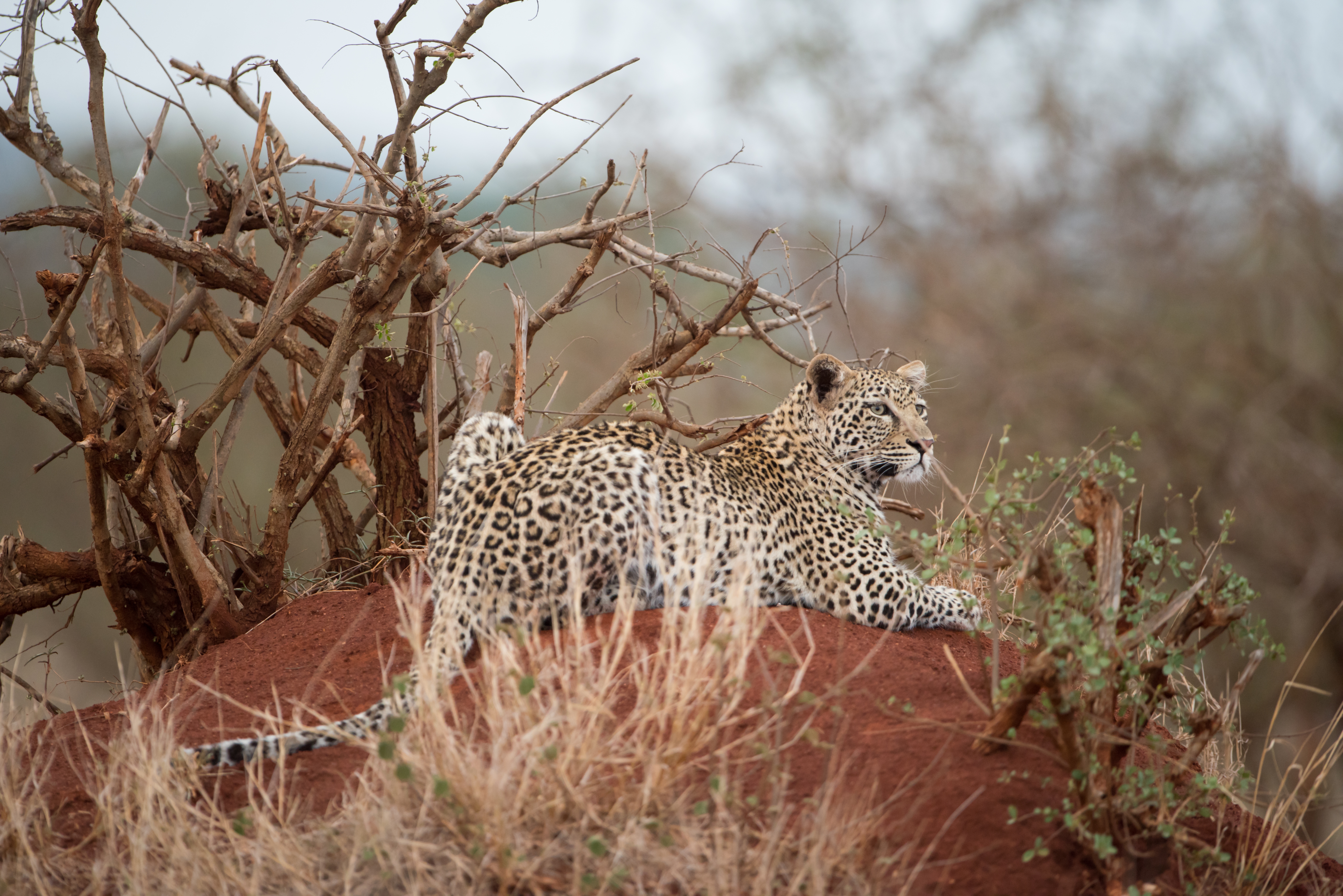 Ruaha, Tanzania